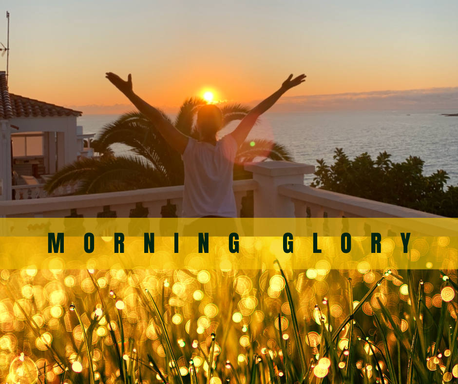 MORNING GLORY MORNING GLORY